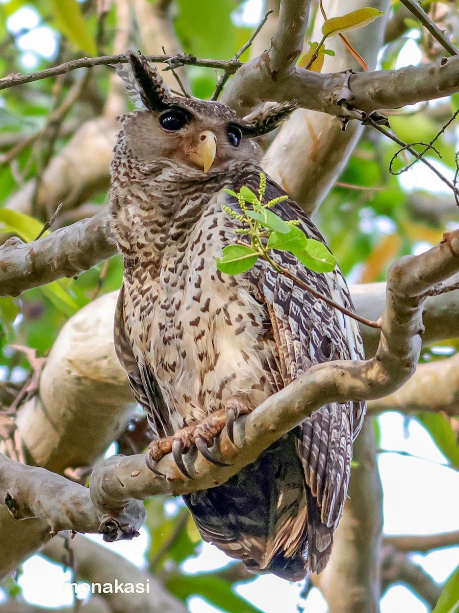 Spot-bellied Eagle-Owl - ML619439077