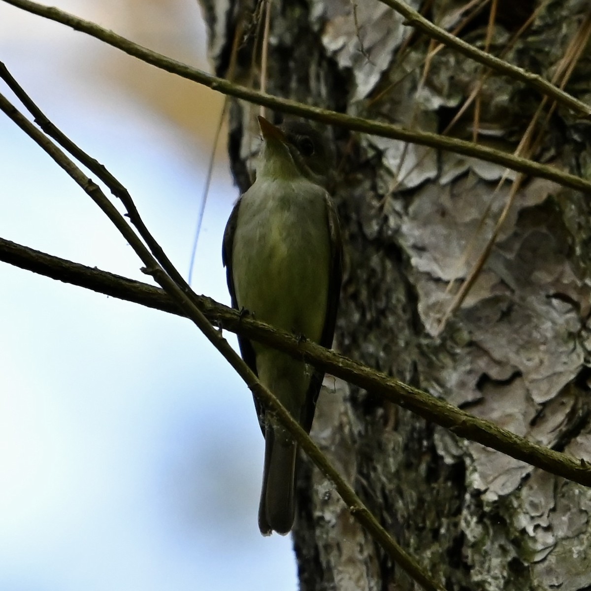 Acadian Flycatcher - Mike Saccone