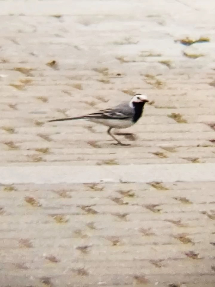 White Wagtail - Laurent Pascual-Le Tallec