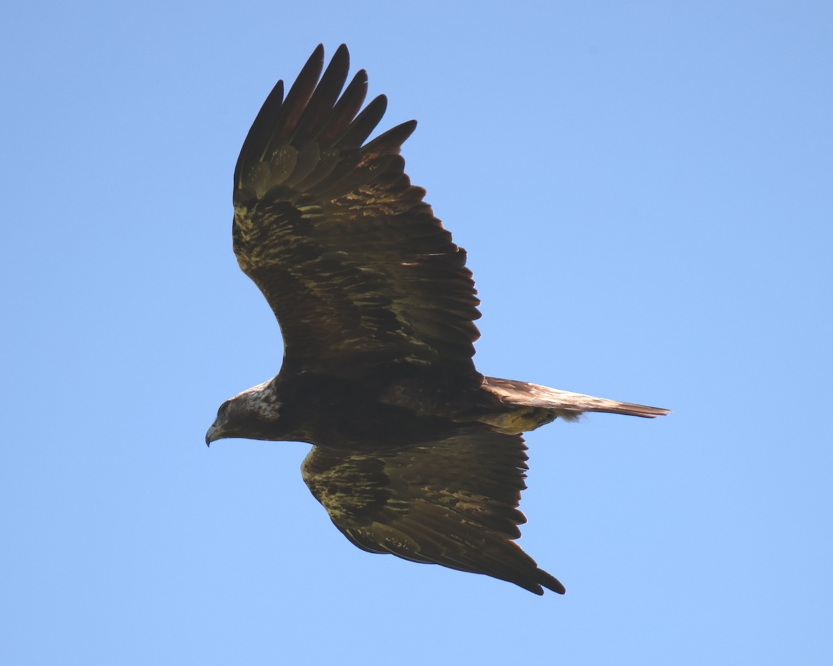 Golden Eagle - Linda Dalton