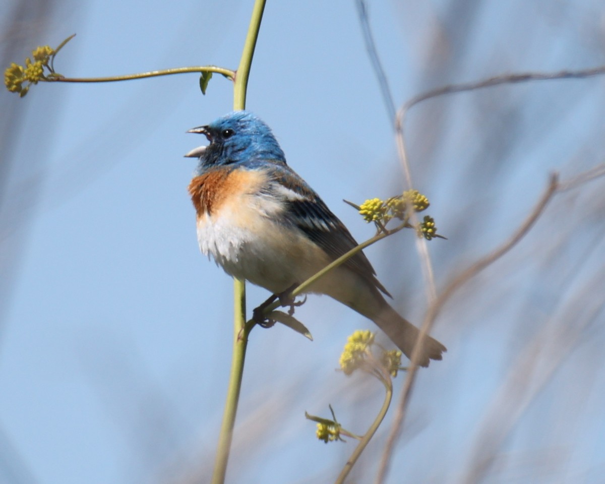 Lazuli Bunting - Linda Dalton