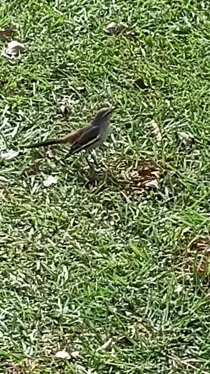 White-banded Mockingbird - ML619439093