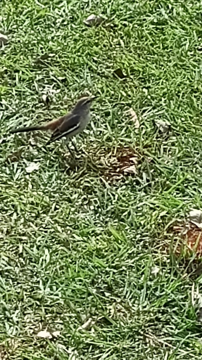 White-banded Mockingbird - ML619439094