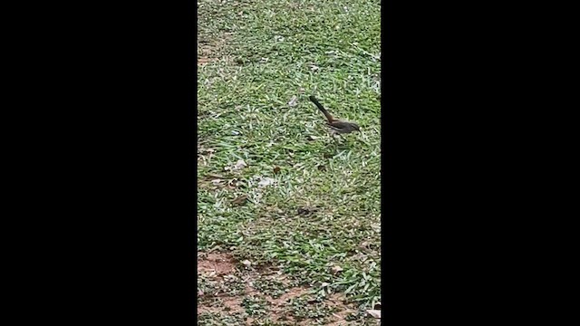 White-banded Mockingbird - ML619439095