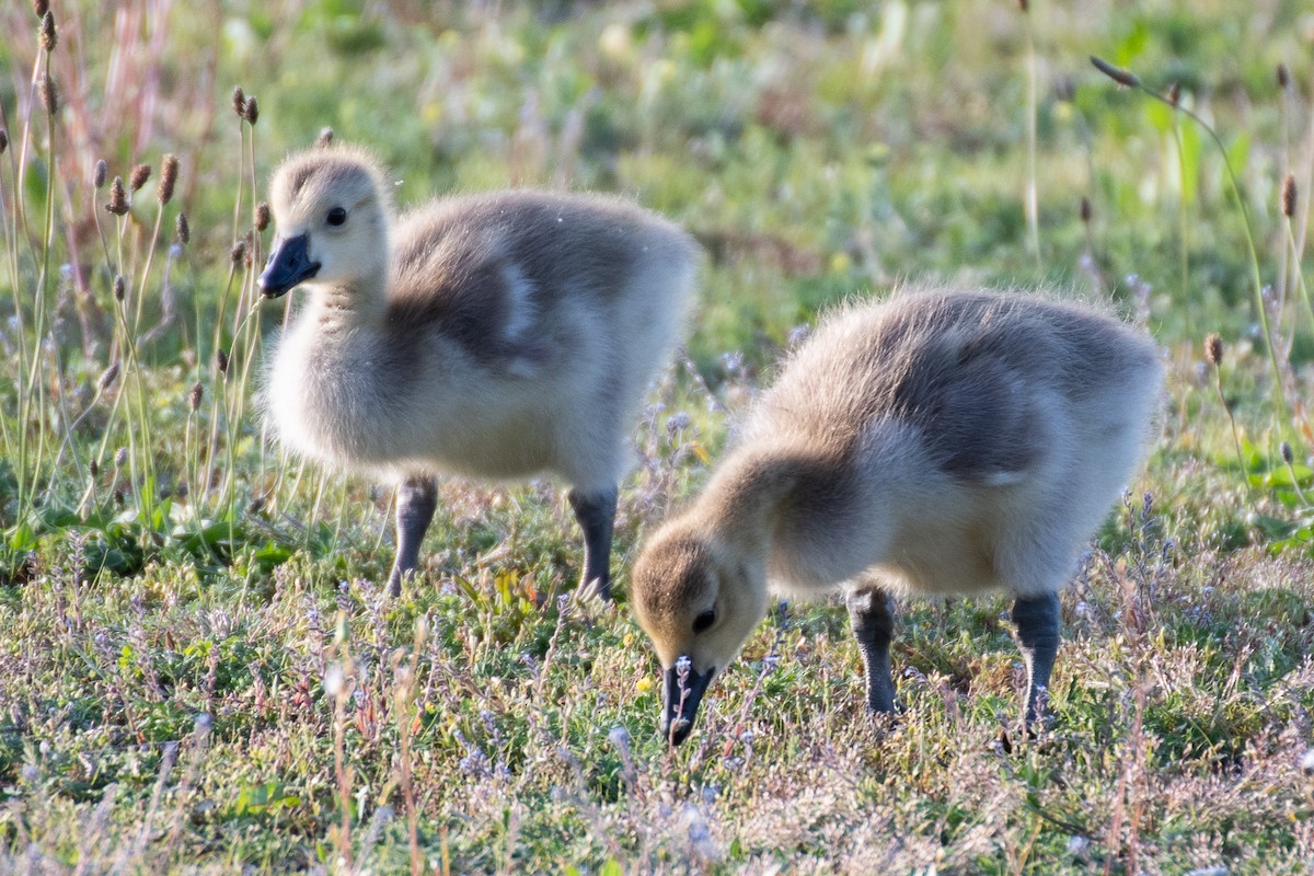 Canada Goose - Rie & Matt