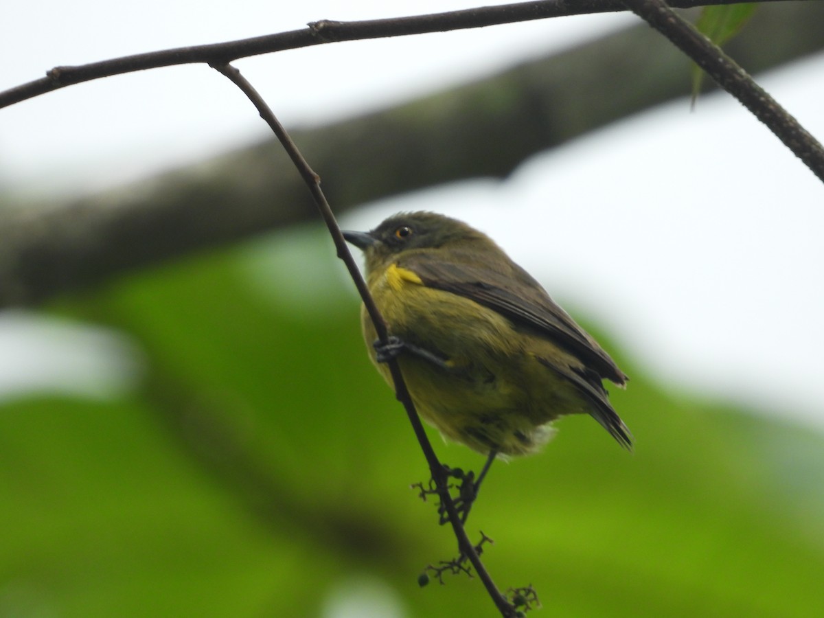 Black-faced Dacnis - Jose Fernando Sanchez O.