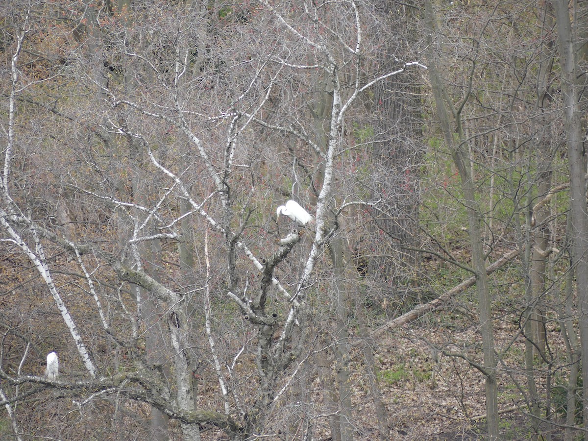 Great Egret - Joe Kawalec