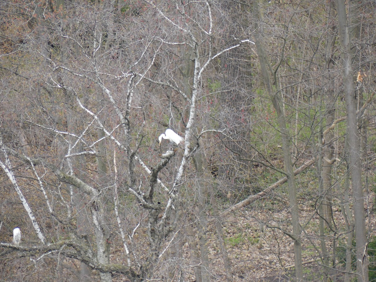 Great Egret - Joe Kawalec