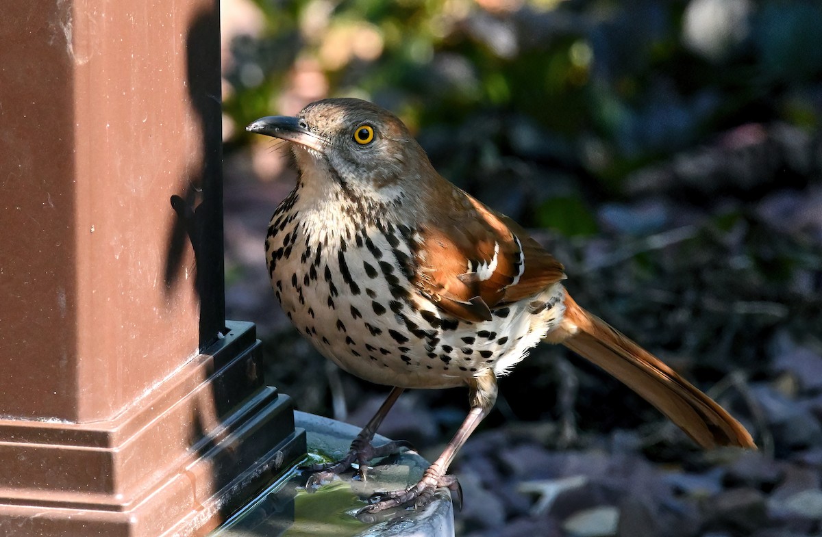 Brown Thrasher - Heather and Jim Eline