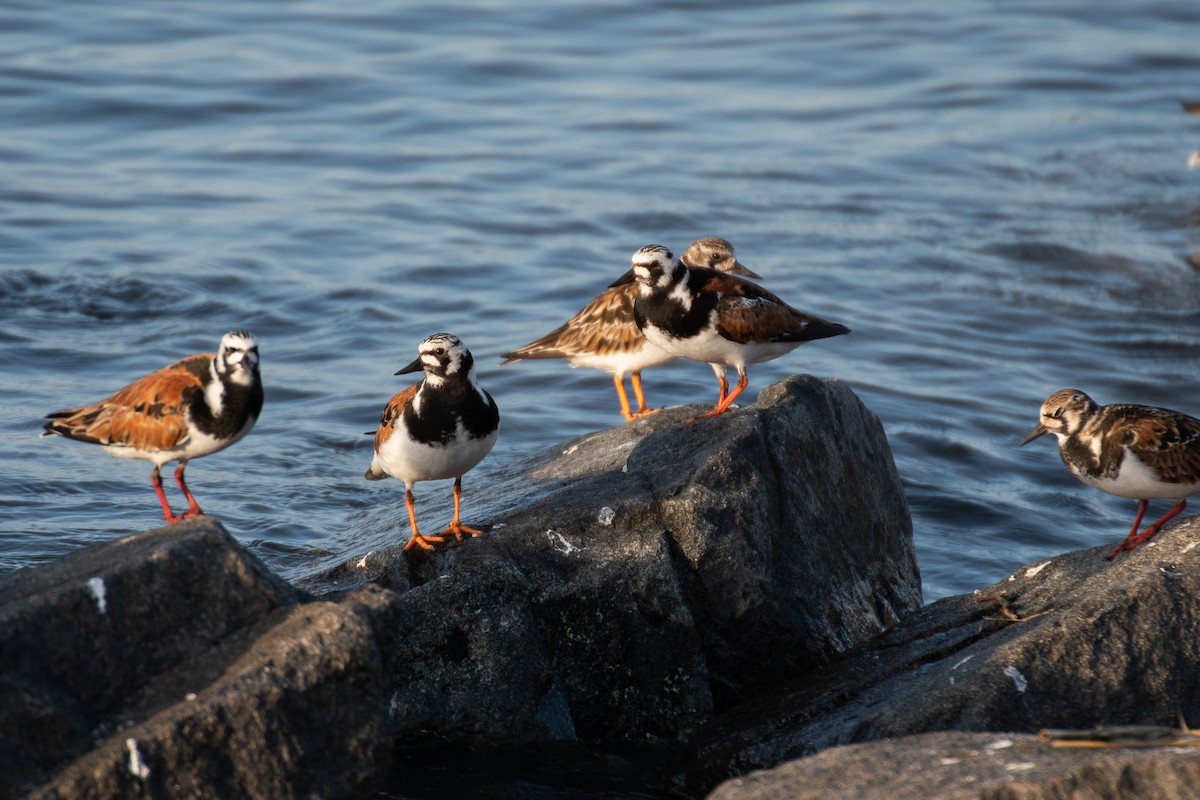 Ruddy Turnstone - Rie & Matt