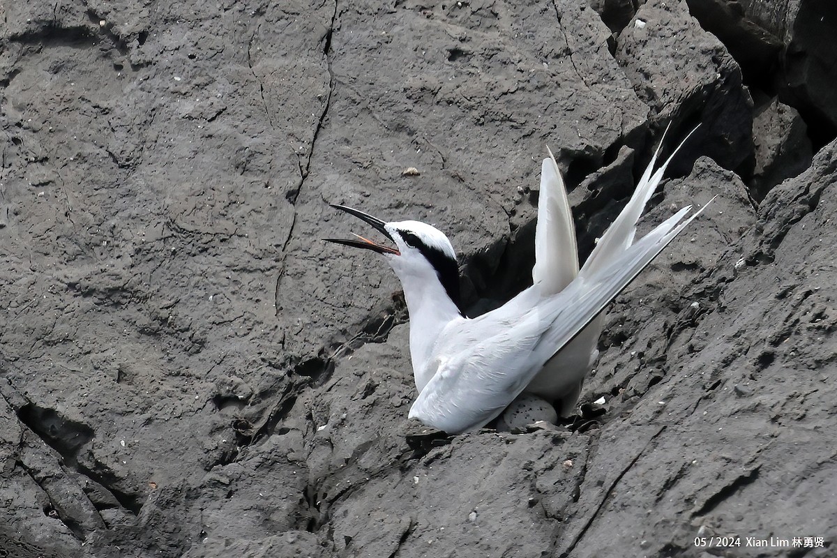 Black-naped Tern - Lim Ying Hien