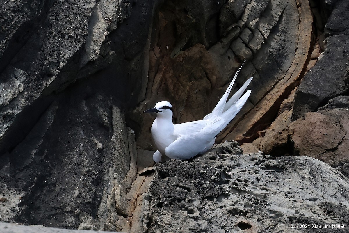 Black-naped Tern - Lim Ying Hien