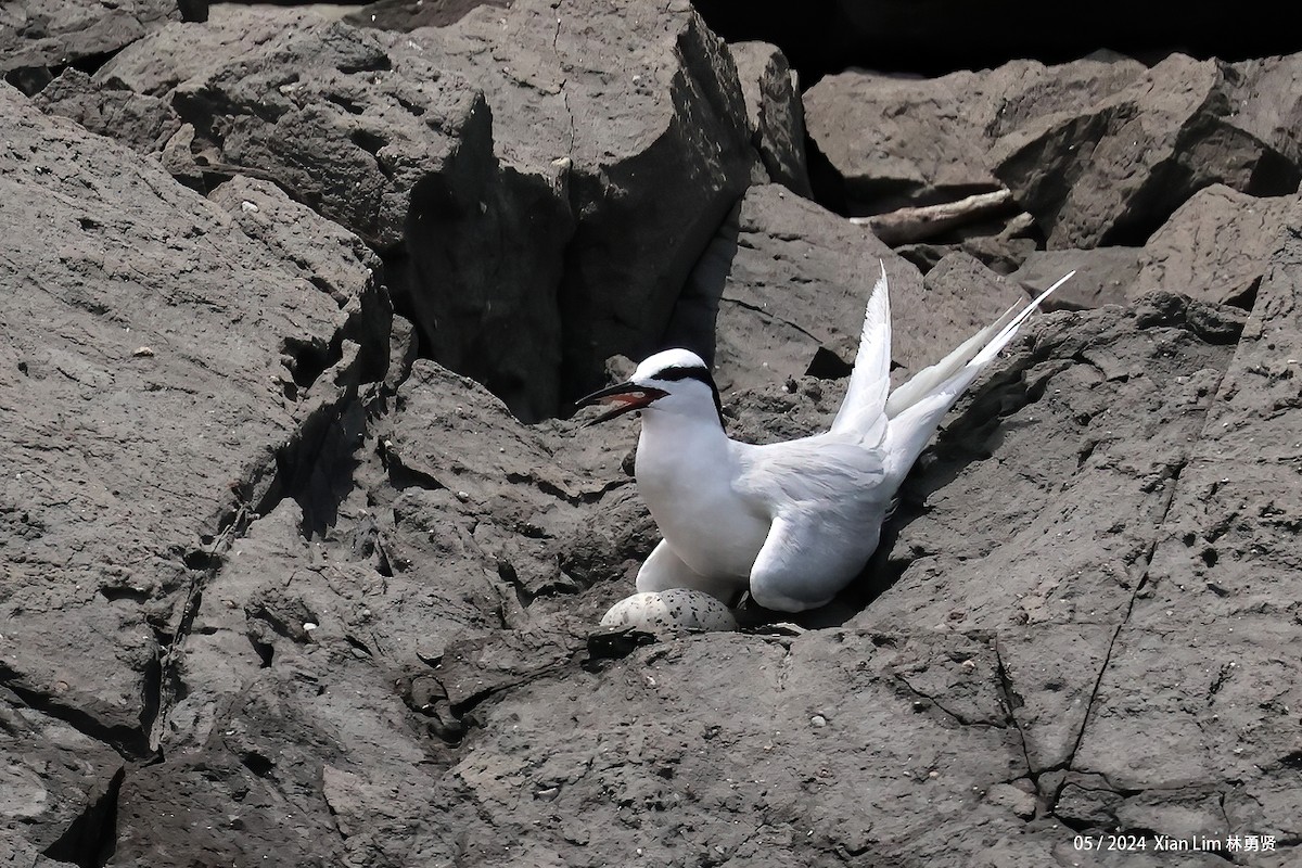 Black-naped Tern - ML619439131