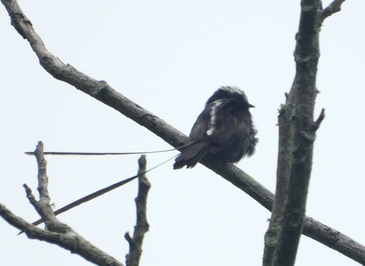 Long-tailed Tyrant - Jose Fernando Sanchez O.