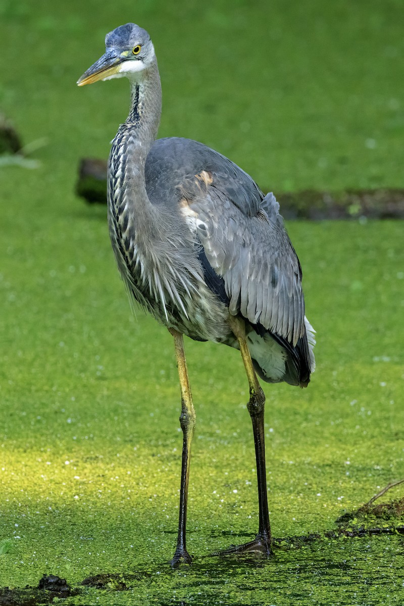 Great Blue Heron - Scott Young