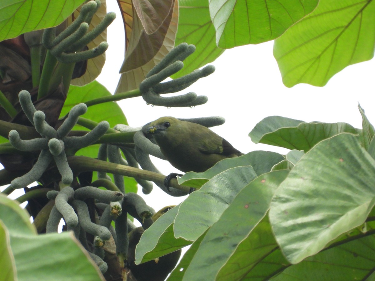 Palm Tanager - Jose Fernando Sanchez O.