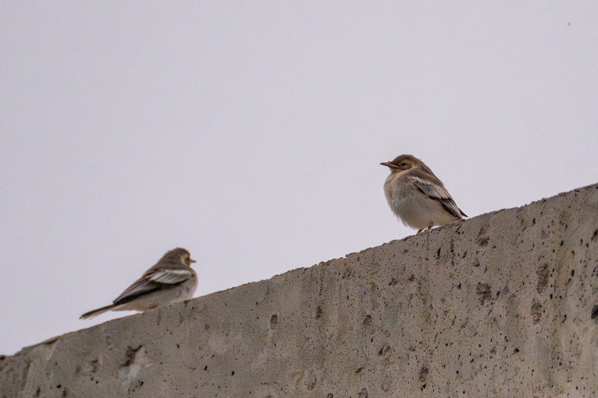 White Wagtail - Fran Kim