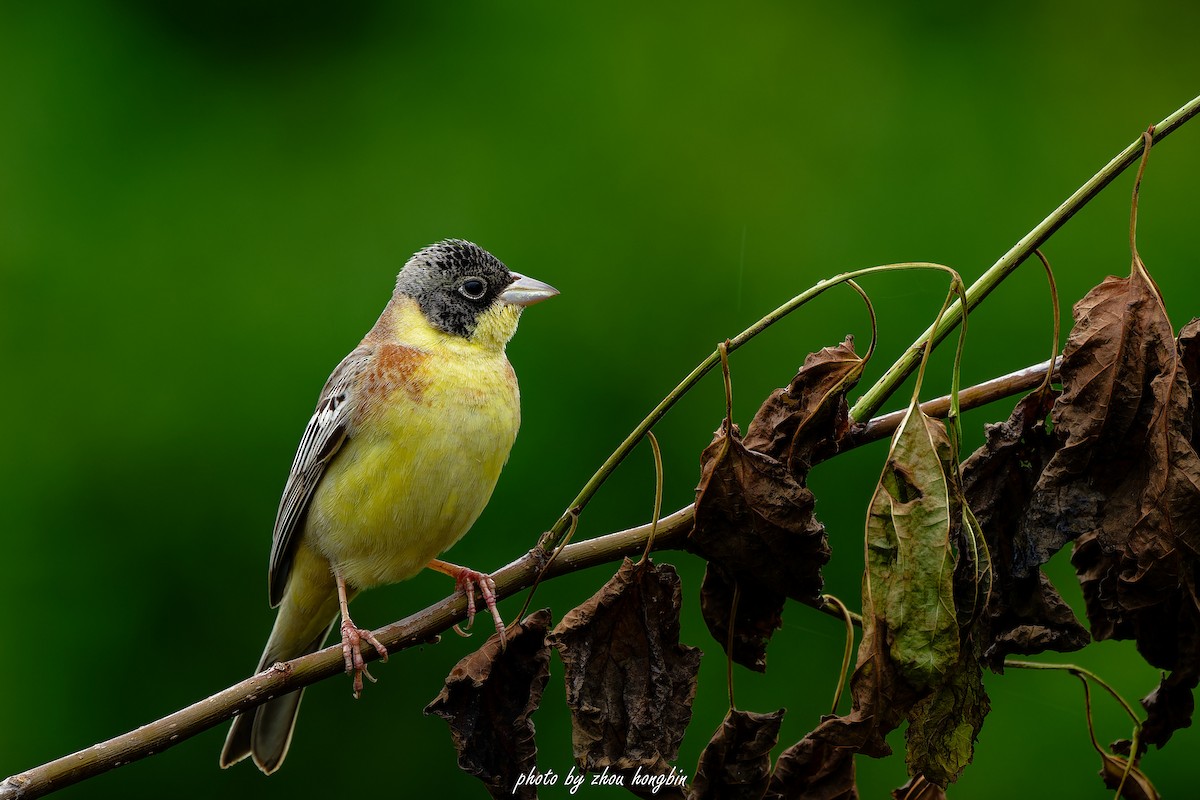 Black-headed Bunting - 浙江 重要鸟讯汇整