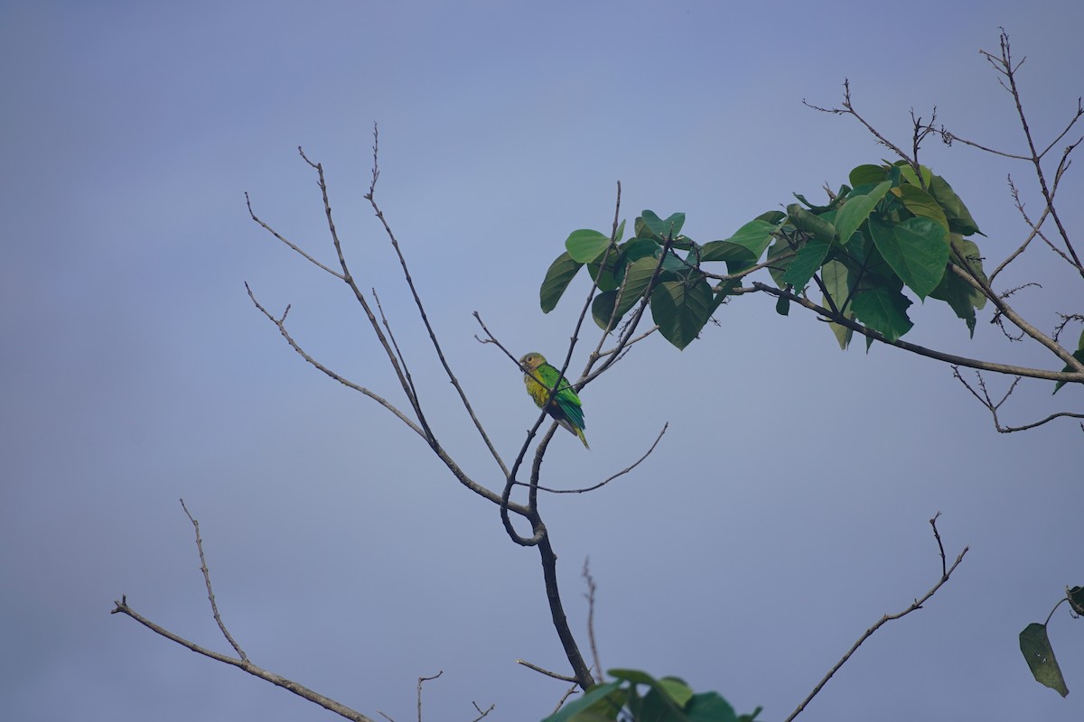 Brown-throated Parakeet - Wilson Raul Carreño Velasco