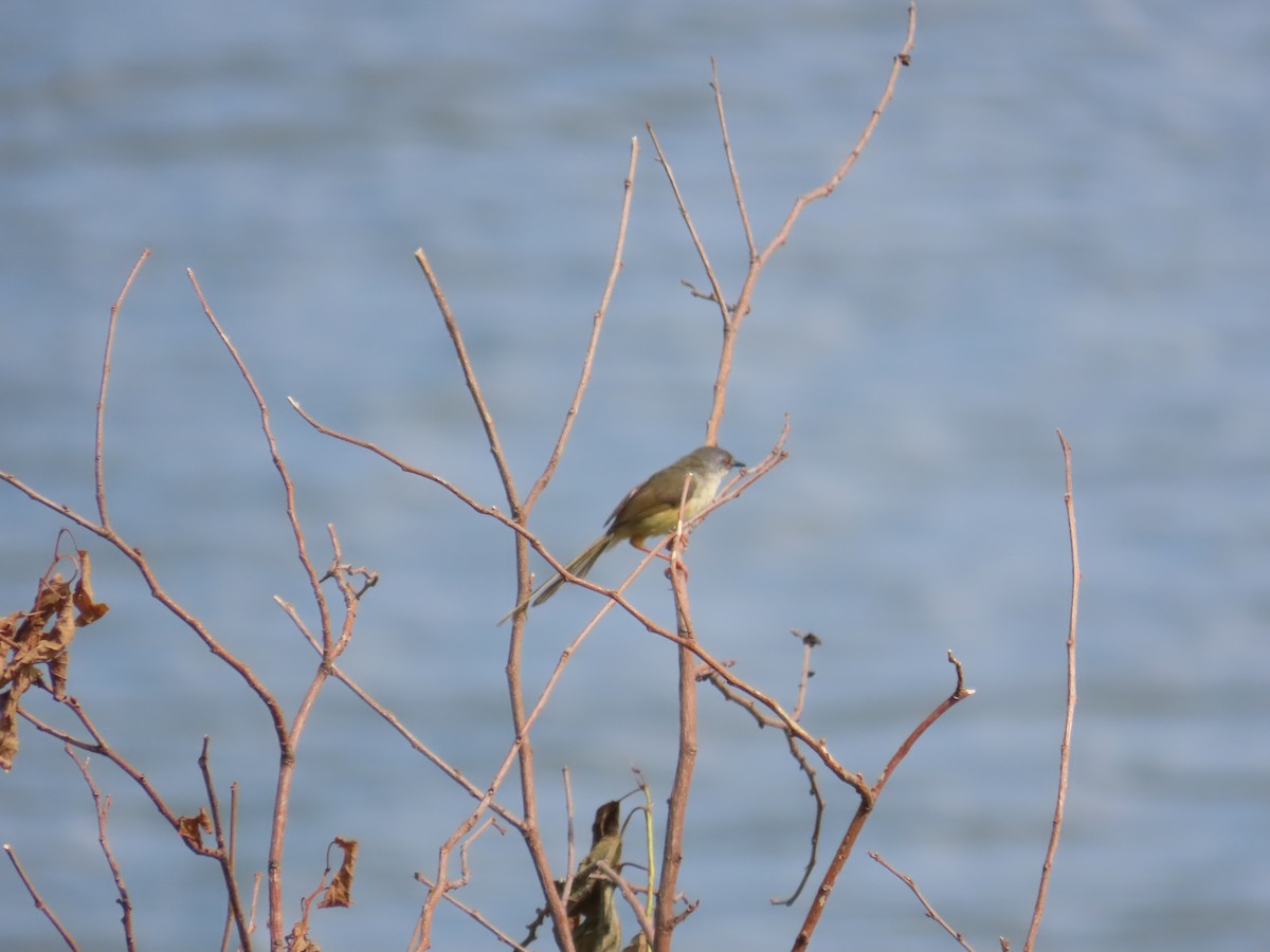 Yellow-bellied Prinia - 韋勳 陳