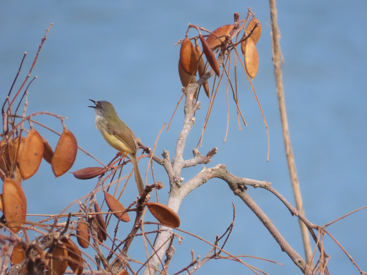 Yellow-bellied Prinia - 韋勳 陳