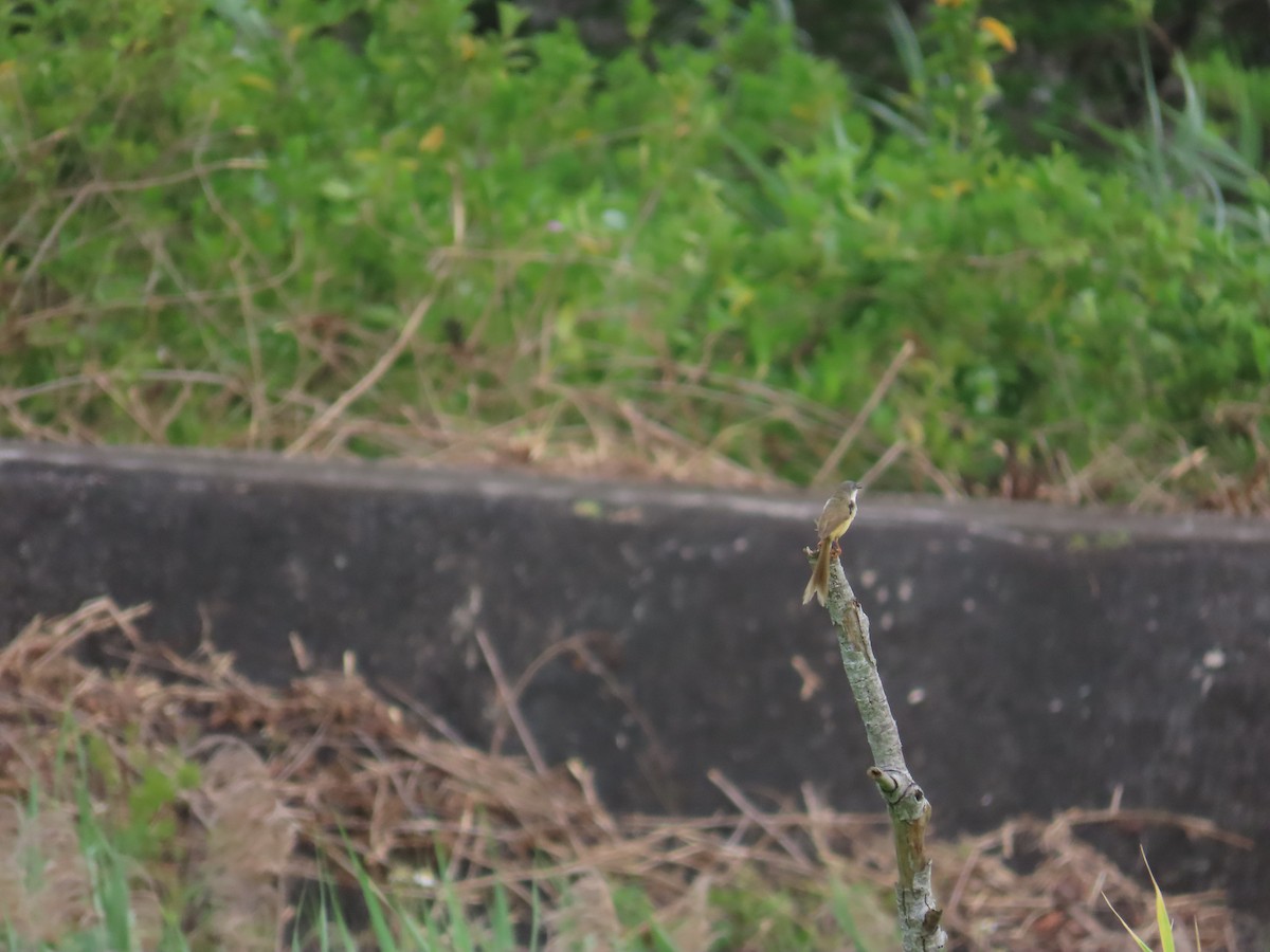 Yellow-bellied Prinia - 韋勳 陳