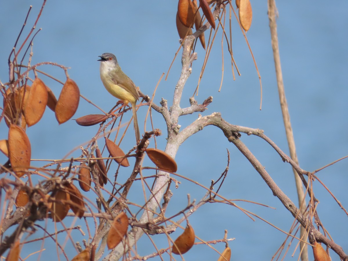 Yellow-bellied Prinia - 韋勳 陳