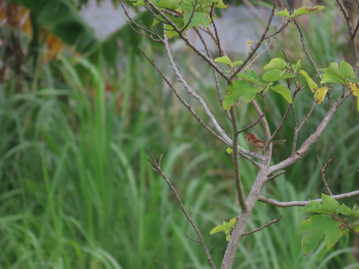 Vinous-throated Parrotbill - 韋勳 陳