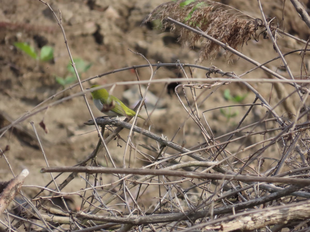 Swinhoe's White-eye - 韋勳 陳