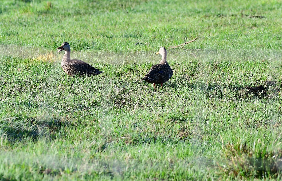 Mottled Duck - John Wolaver