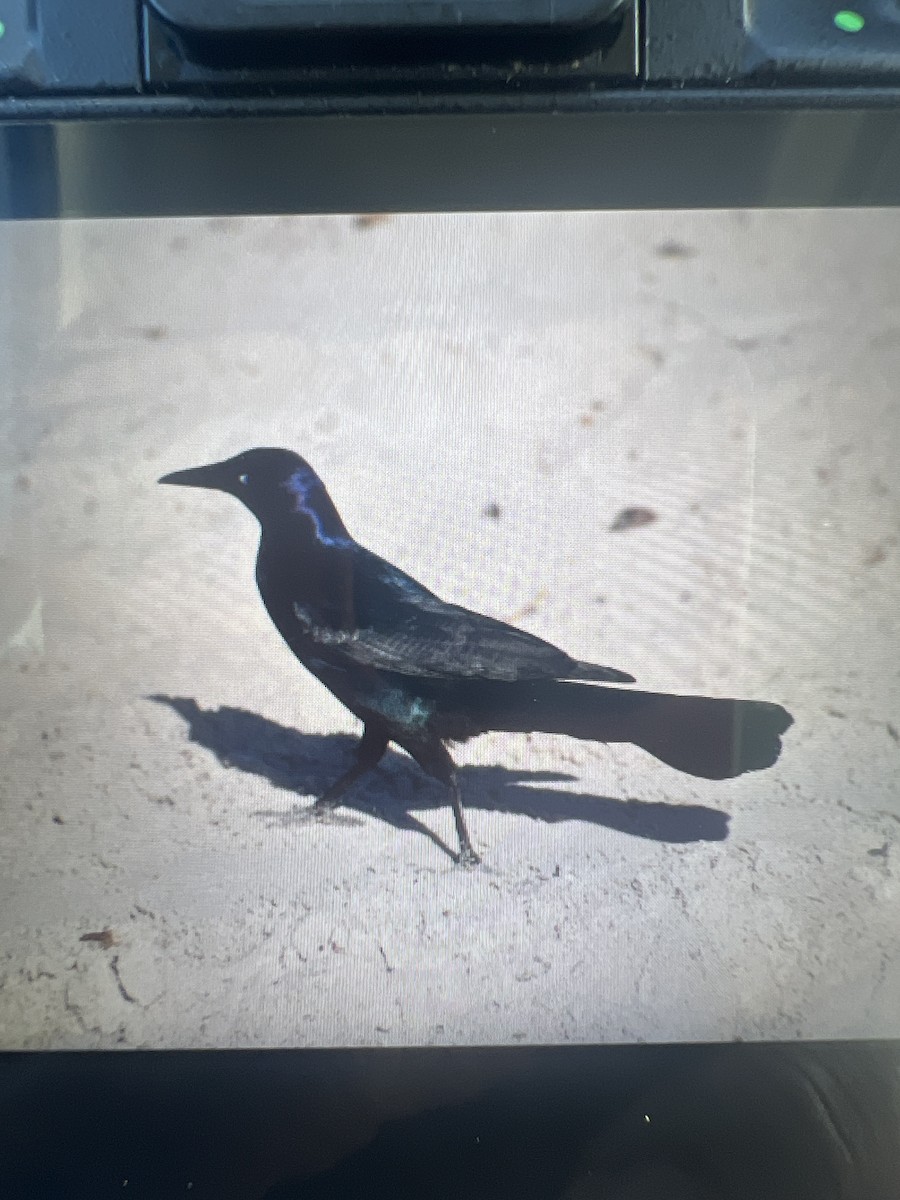Boat-tailed Grackle - Anonymous