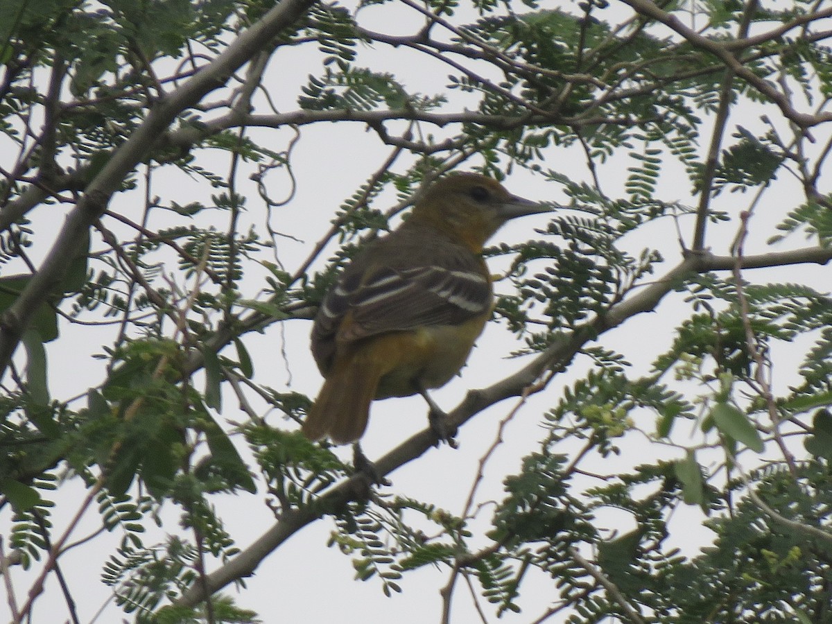 Baltimore Oriole - ML619439193