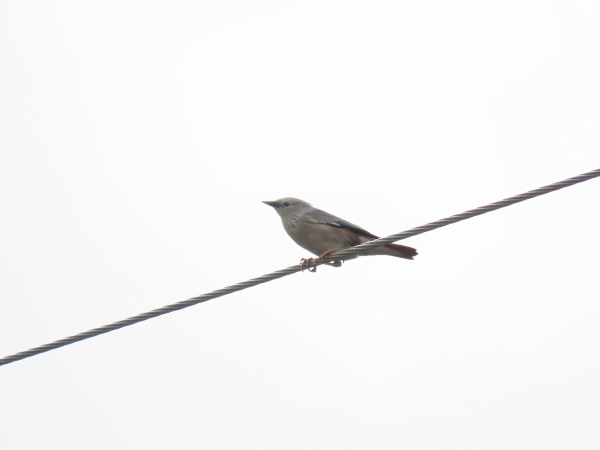 Chestnut-tailed Starling - 韋勳 陳