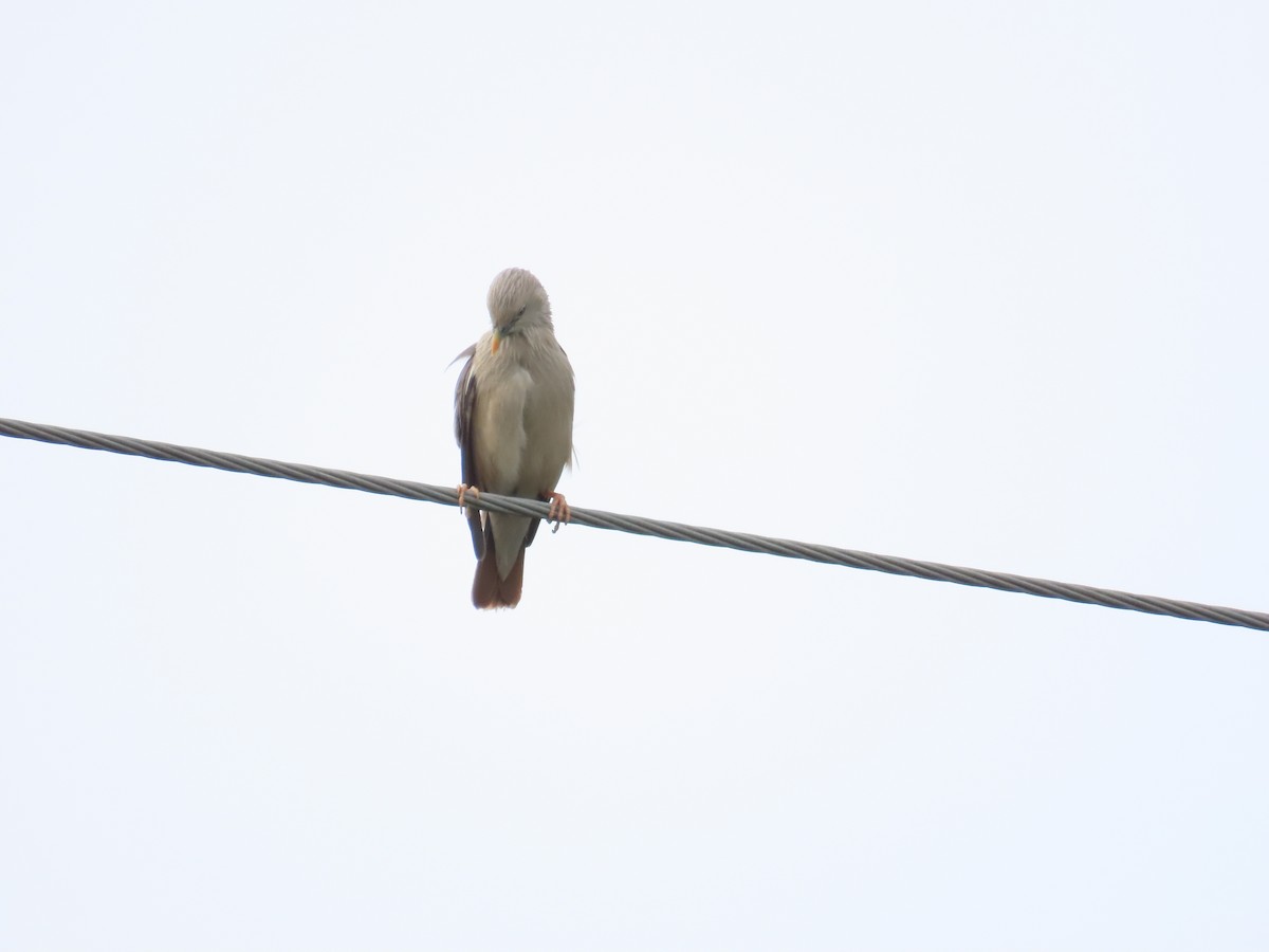 Chestnut-tailed Starling - 韋勳 陳