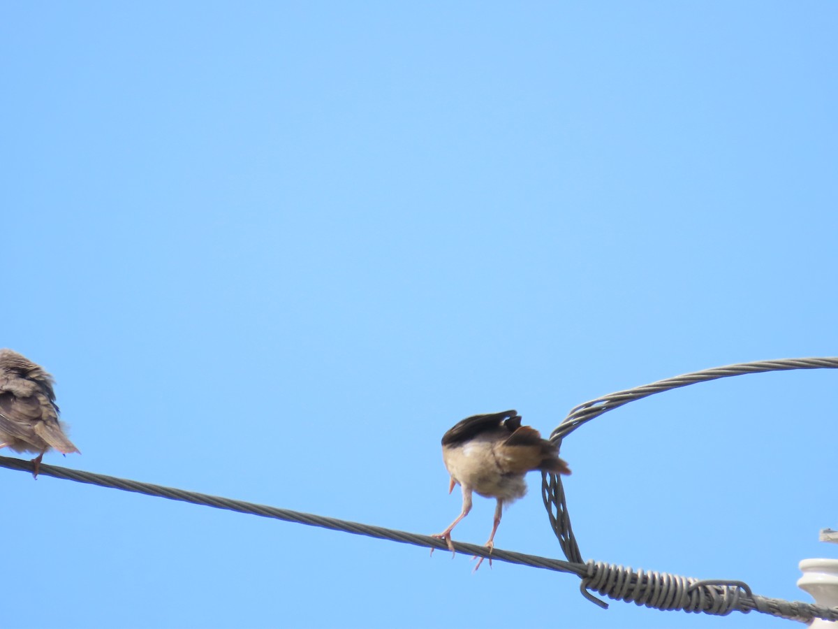 Chestnut-tailed Starling - 韋勳 陳