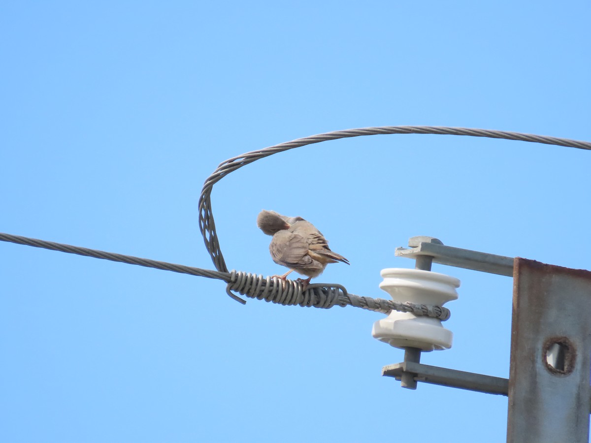 Chestnut-tailed Starling - 韋勳 陳