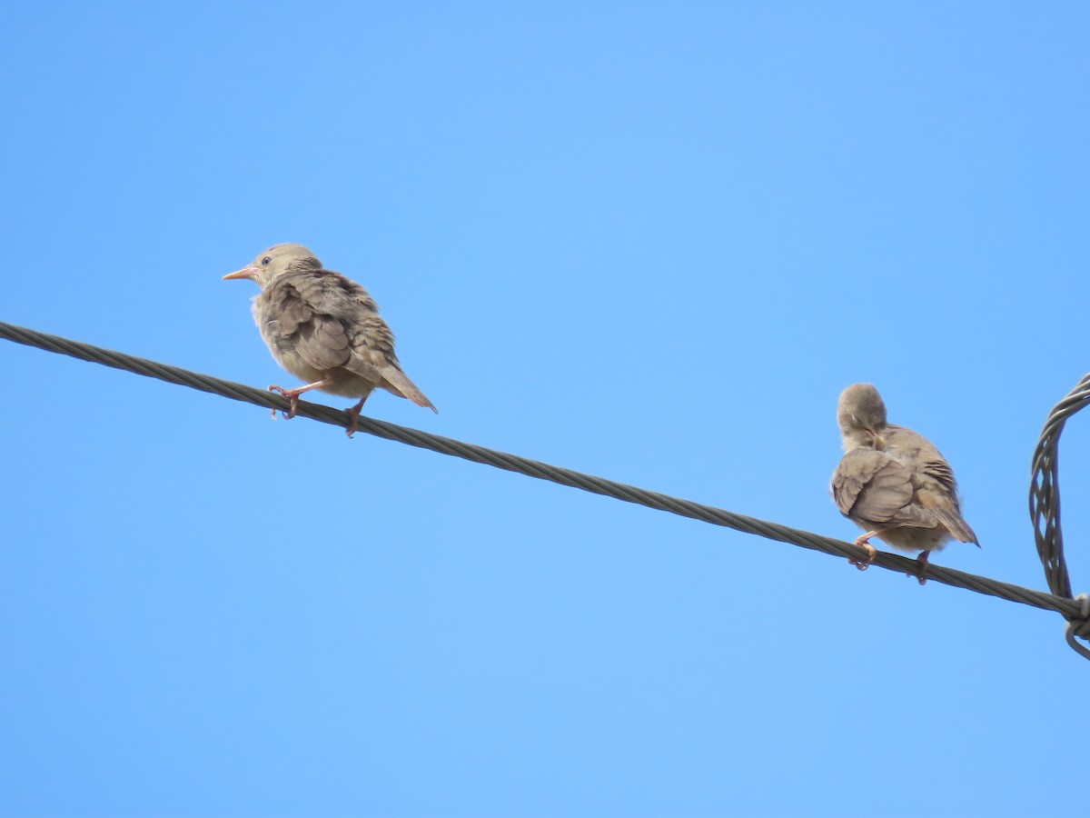 Chestnut-tailed Starling - 韋勳 陳