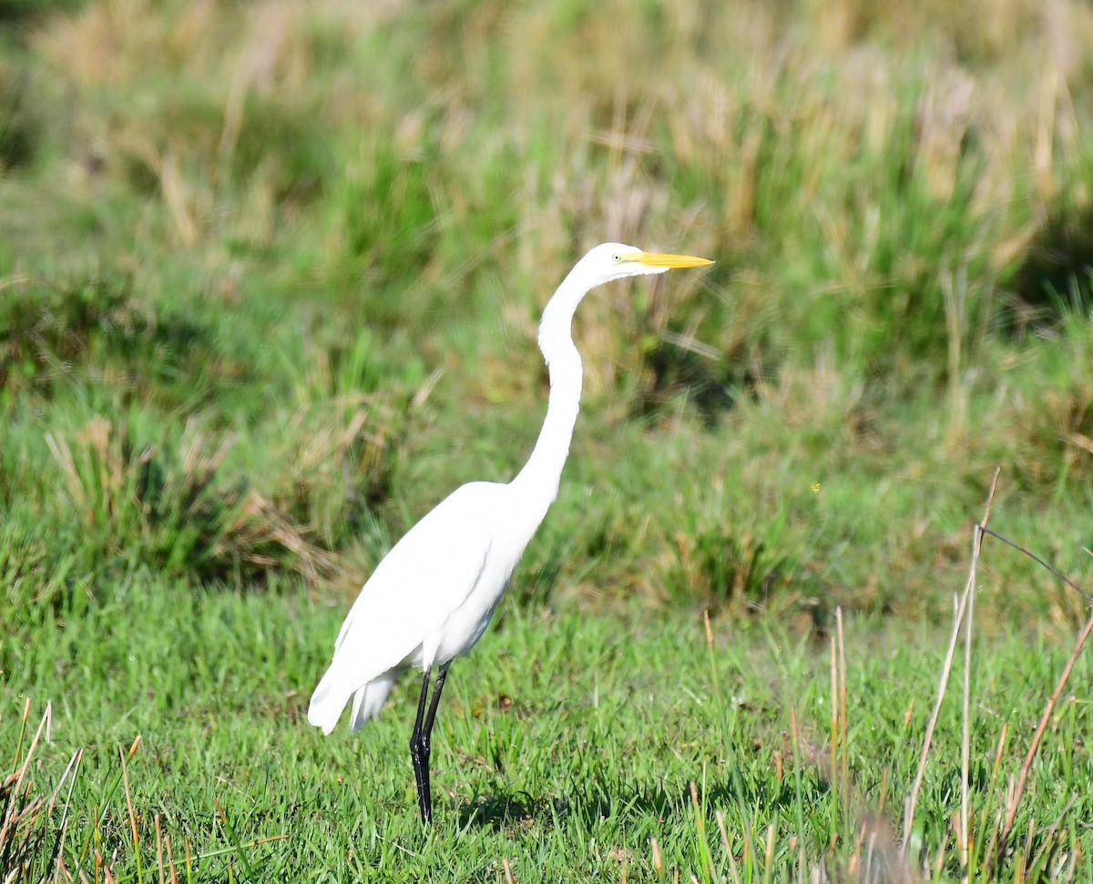 Great Egret - John Wolaver