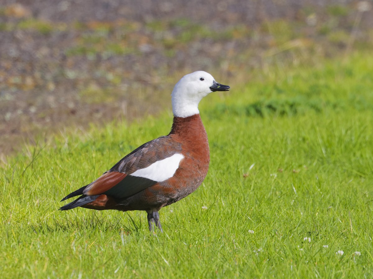 Paradise Shelduck - Angus Wilson