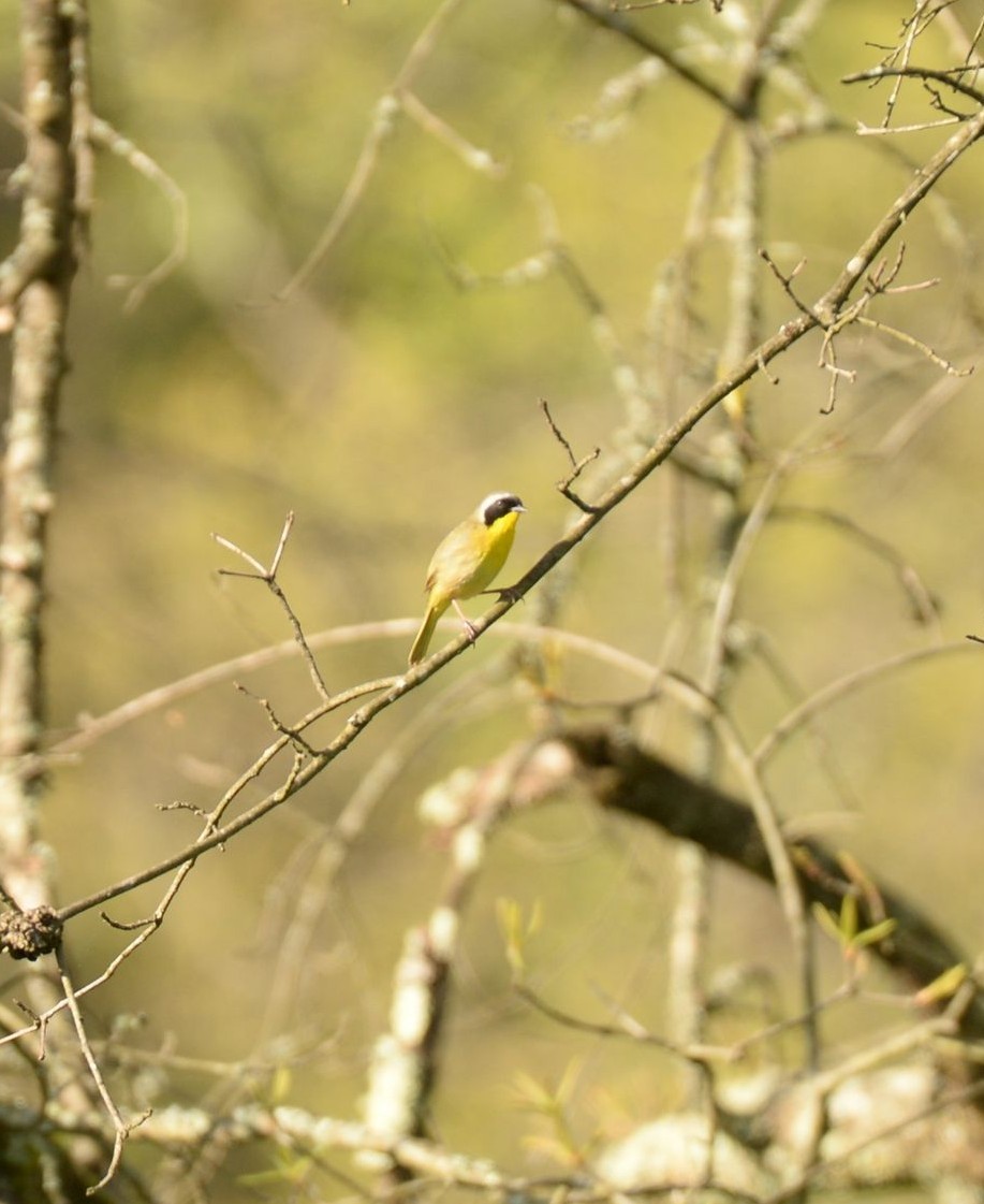 Common Yellowthroat - Daniel DeLapp