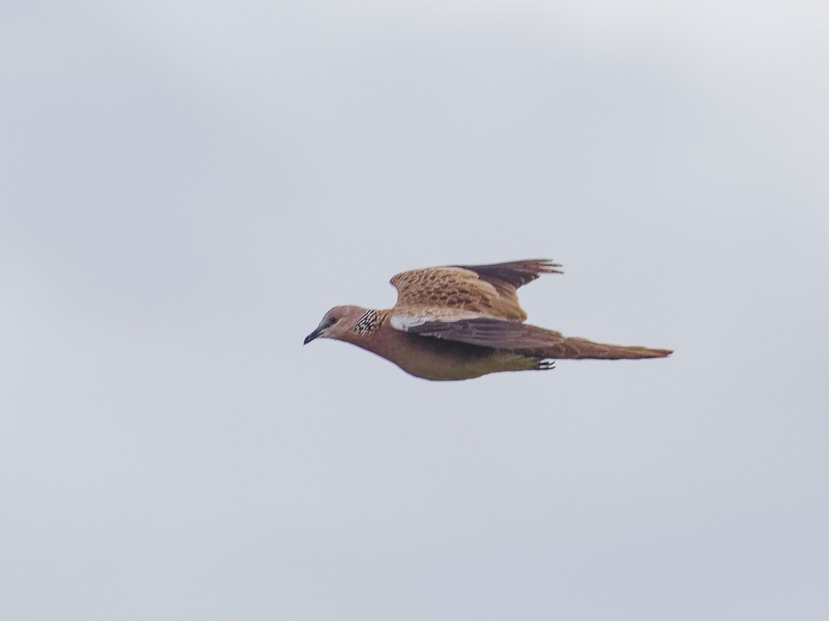 Spotted Dove - Angus Wilson