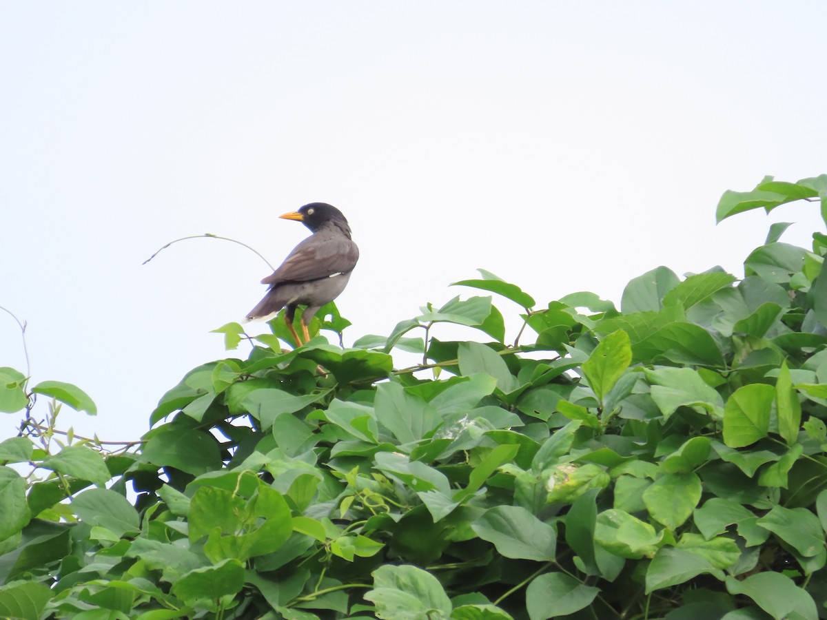 Javan Myna - 韋勳 陳