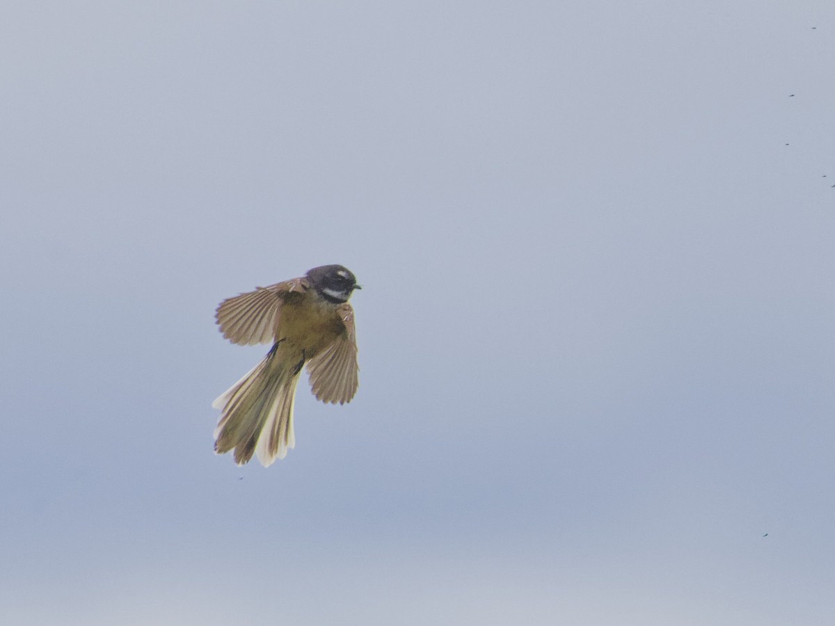 New Zealand Fantail - Angus Wilson