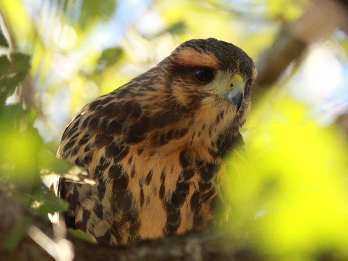 Harris's Hawk - Elisa Pieroni Javier Torres