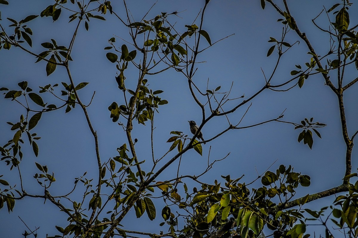 White-winged Becard - Wilson Raul Carreño Velasco