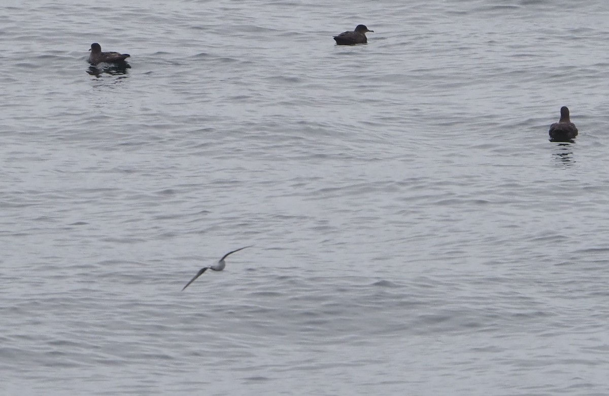 Fork-tailed Storm-Petrel - James Maughn