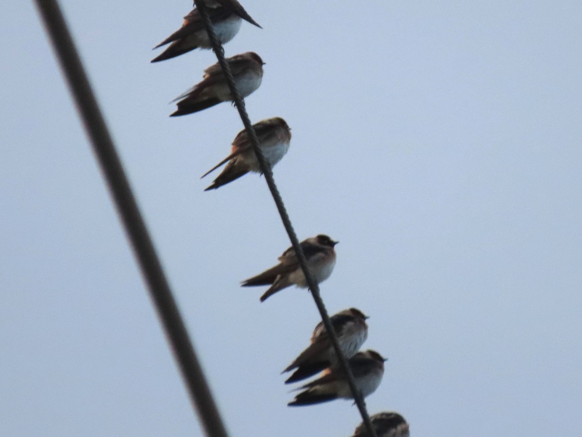 Cliff Swallow - Bob Hargis