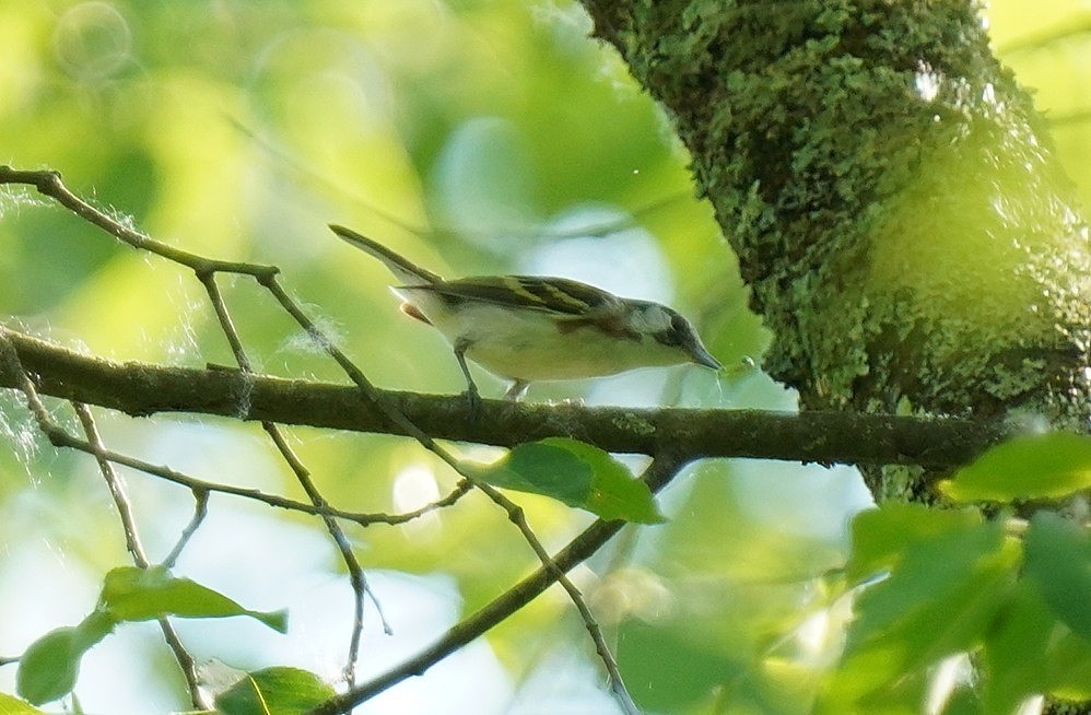 Chestnut-sided Warbler - Dennis Mersky