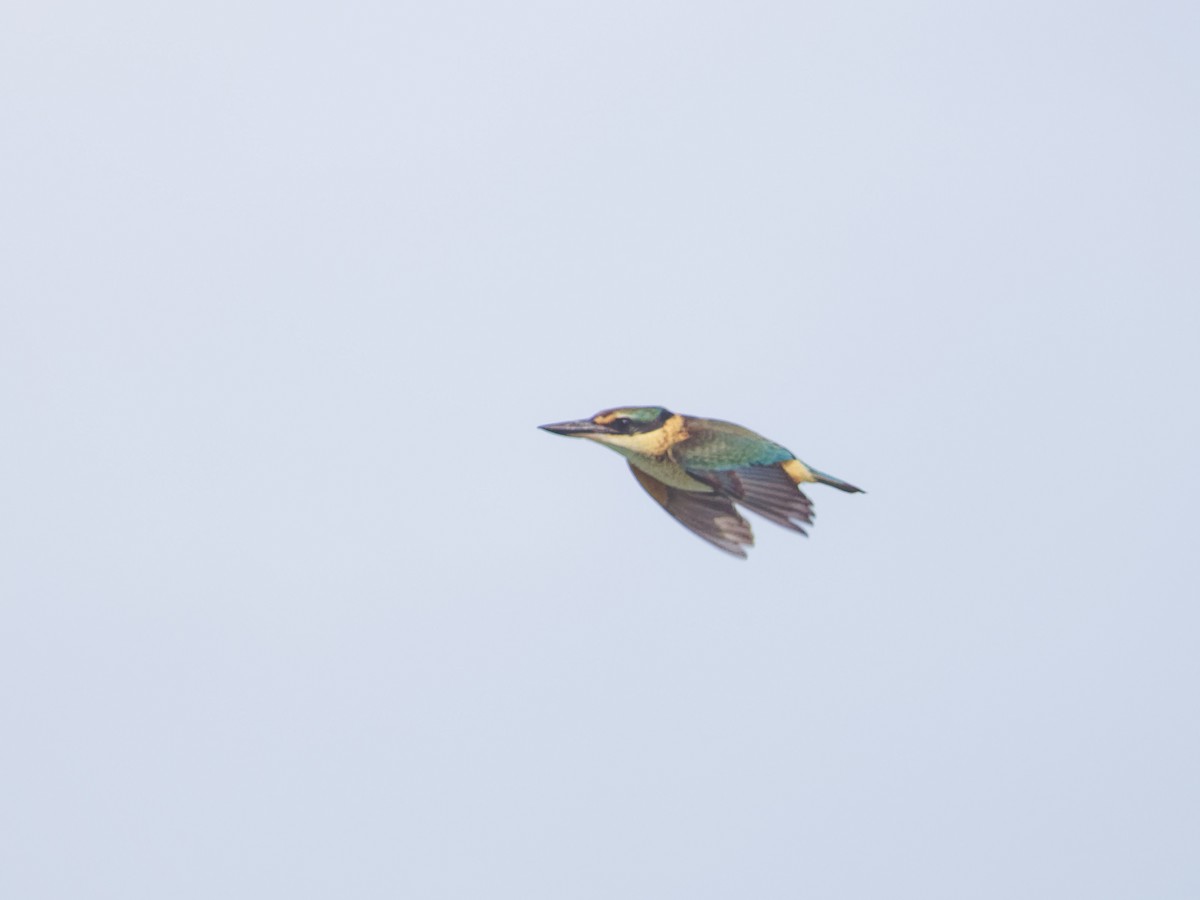 Sacred Kingfisher - Angus Wilson