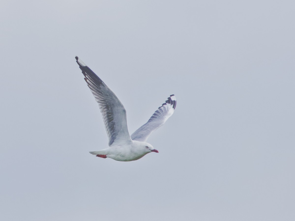 Silver Gull - ML619439328